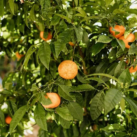 Pensión Palma Mali Lošinj